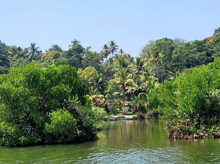 Mangrove des backwaters du Kerala