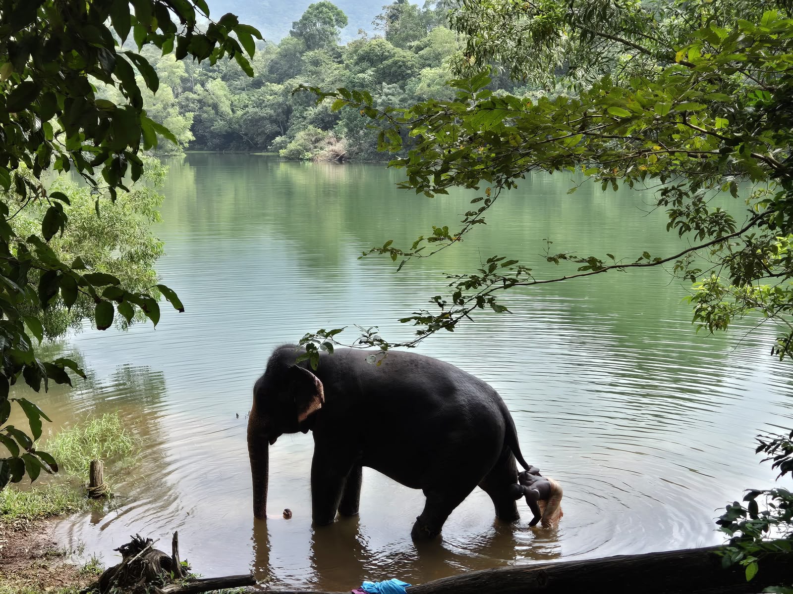 Éléphant au bord du lac dans la jungle