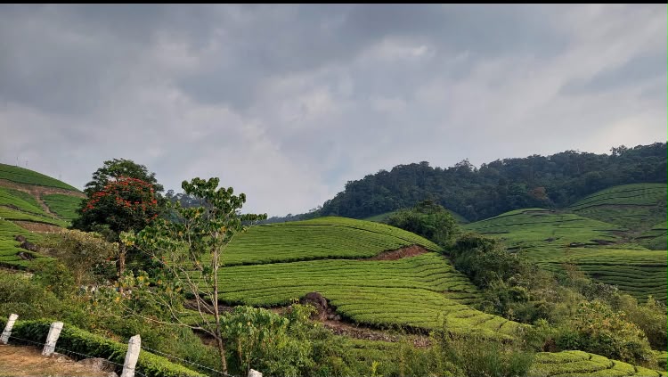 Plantations de thé du Kerala
