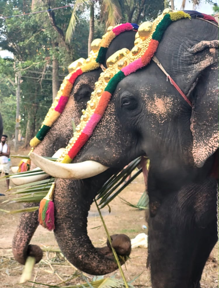 Éléphant paré pour la fête de temple