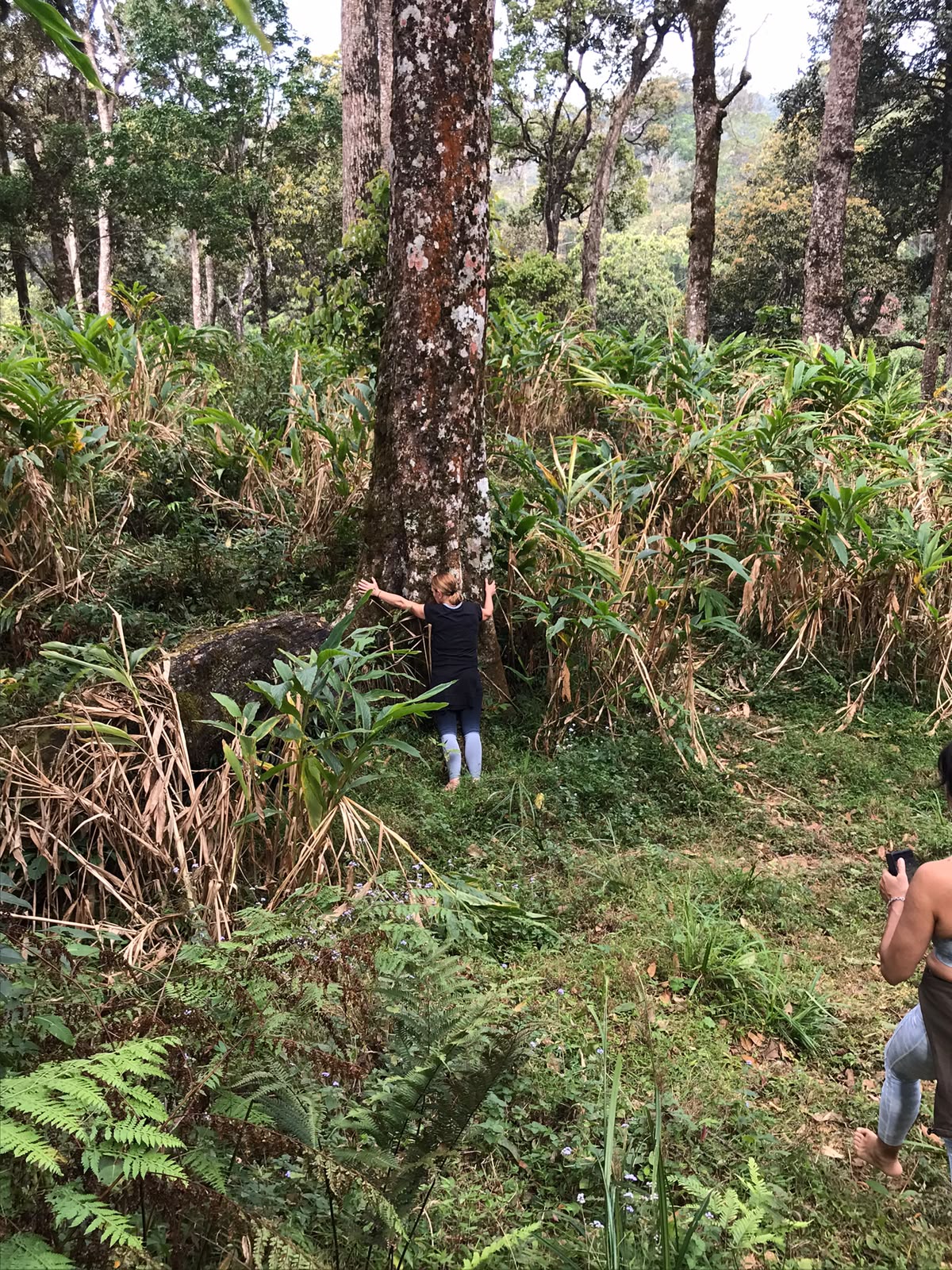 Embrassement d'un arbre dans la forêt de cardamome