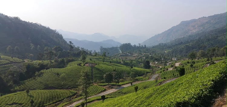 Collines de Munnar au Kerala